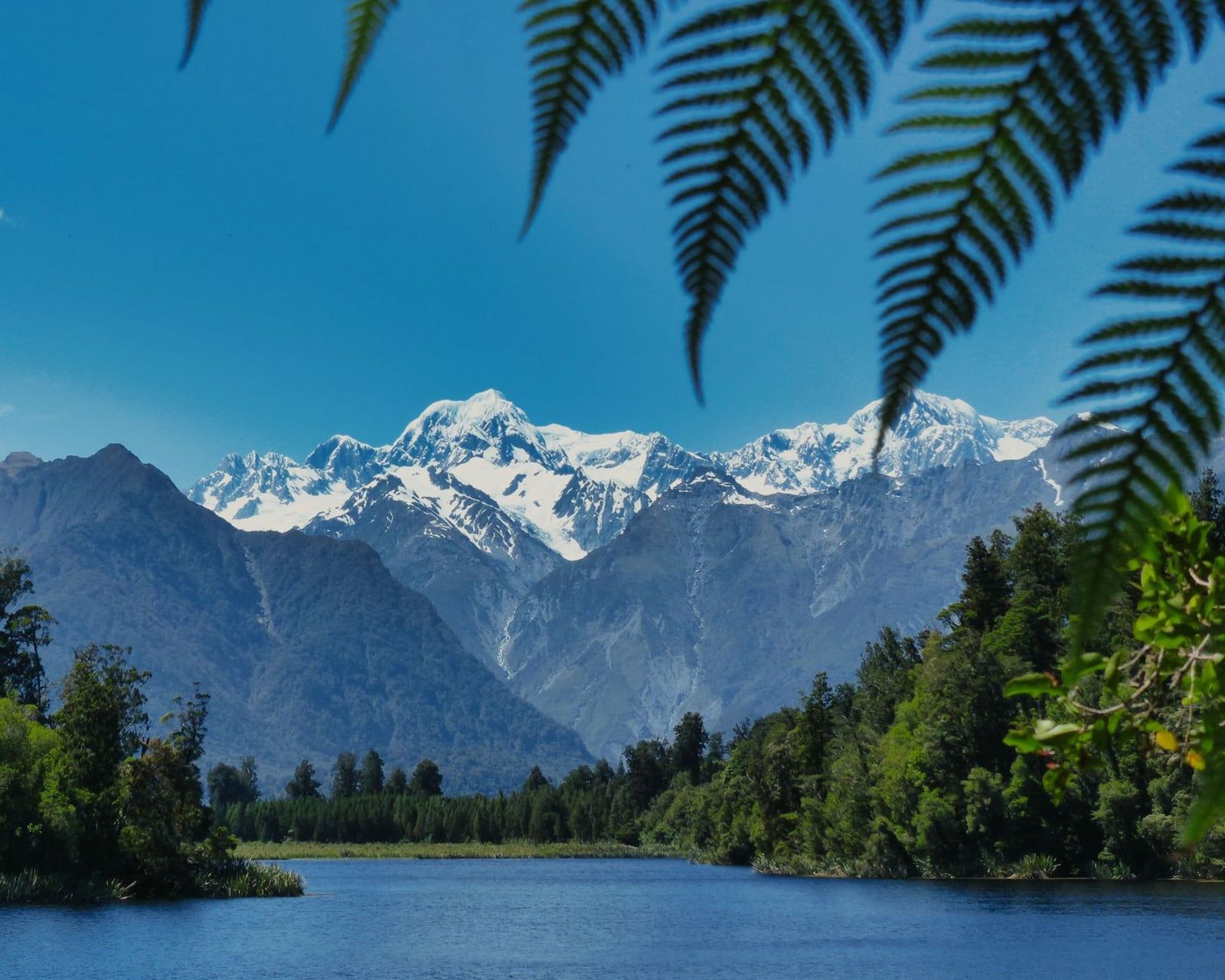 Native fern fronds frame Lake Matheson near Fox Glacier, with snowcapped Southern Alps rising beyond the forested shoreline.